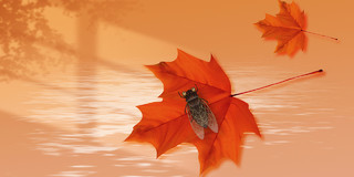 橙色简约落叶蝉水面影子展板背景秋分秋天
